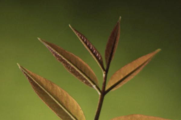 香港保險(xiǎn)簽單后最遲多久繳費(fèi)？多久生效？