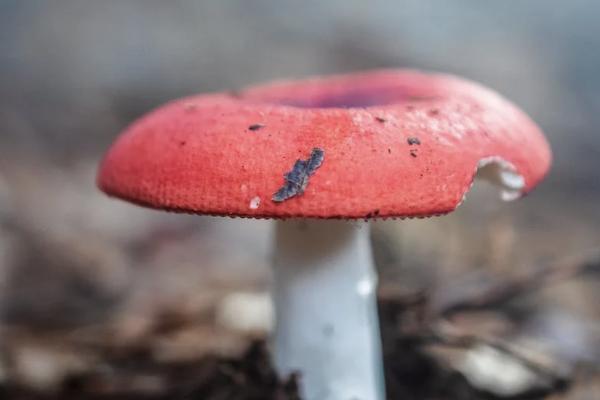 保險(xiǎn)減額交清和退保哪個(gè)損失?。坑惺裁磪^(qū)別？