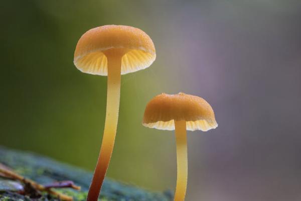 太平洋金佑人生終身壽險(xiǎn)分紅型退保能退多少？怎么退？