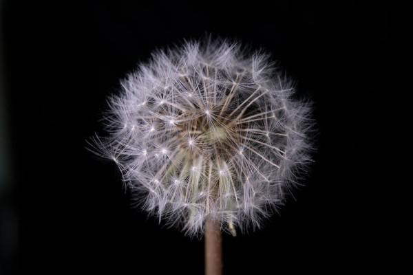 國壽福祿金尊兩全保險(分紅型)退保怎么退？退多少錢？