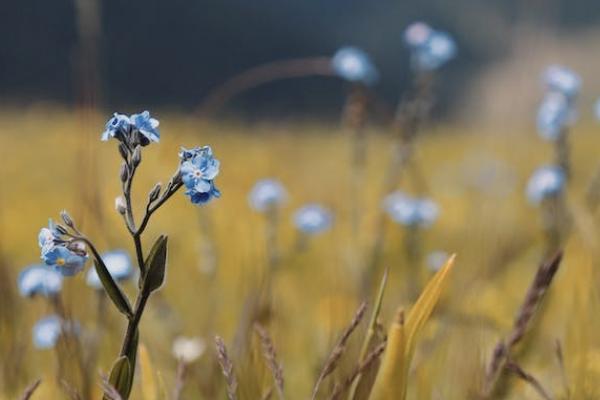 小紅花致夏版重疾險(xiǎn)怎么樣？有哪些投保規(guī)則？