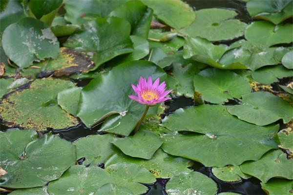 華夏常青樹(shù)重大疾病保險(xiǎn)可以退嗎？退保退多少錢(qián)？
