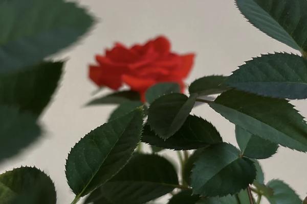 職工醫(yī)療保險(xiǎn)補(bǔ)充保險(xiǎn)保些什么？每年多少錢(qián)？