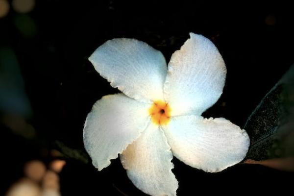 太平保險駕年華兩全保險可靠嗎？如何買？