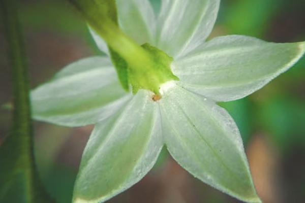 國壽樂學(xué)無憂保險是學(xué)平險嗎？好不好？