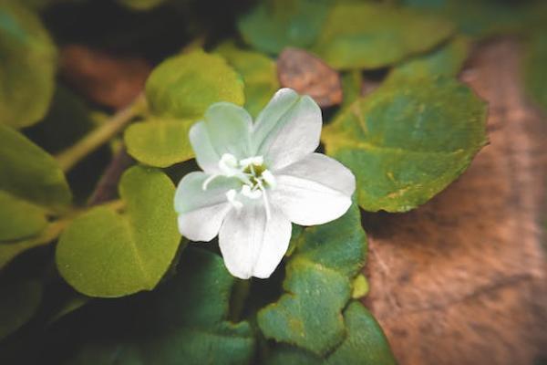 個稅商業(yè)健康險是指什么？包括哪些險種？