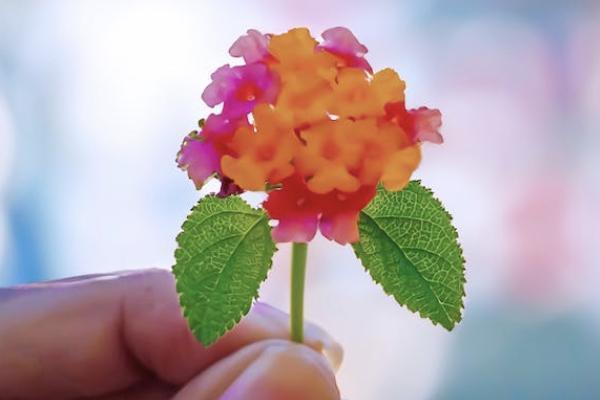 脂肪瘤保險(xiǎn)公司賠不賠？怎么賠？