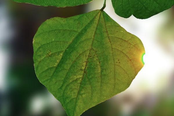 孩子的商業(yè)保險(xiǎn)能抵扣個(gè)稅嗎？在哪里查詢保單？