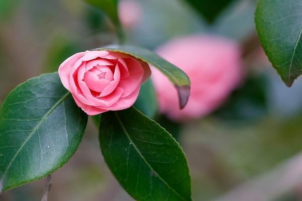 職工大病醫(yī)療保險(xiǎn)一年交多少錢(qián)？繳納要注意什么？