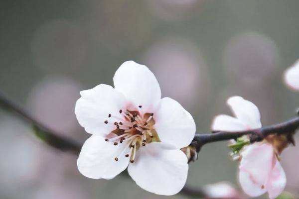 被貓咬了,醫(yī)療保險給報銷嗎？怎么報銷？