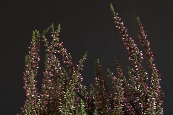 華夏常青樹(shù)重大疾病險(xiǎn)好不好？最高賠付額是多少？