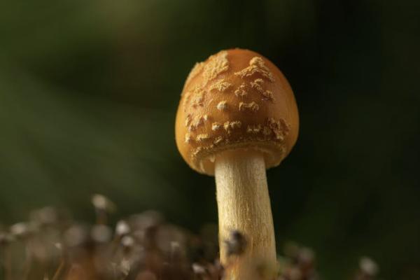 友邦穩(wěn)贏未來年金保險怎么樣？可靠嗎？