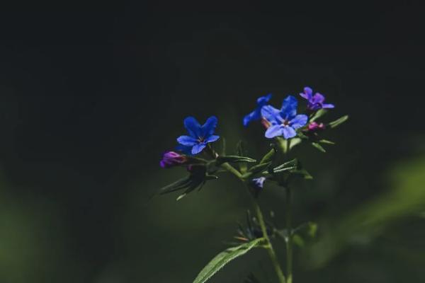 大隊(duì)交的養(yǎng)老保險(xiǎn)叫什么險(xiǎn)種？可靠嗎？