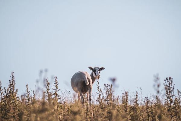 太平保險醫(yī)安心怎么樣？有必要買嗎？