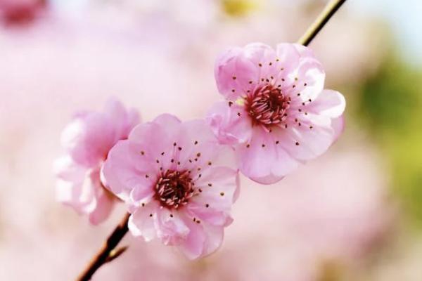 國壽長久呵護(hù)意外傷害費(fèi)用補(bǔ)償醫(yī)療保險(xiǎn)條款有哪些？怎么買？