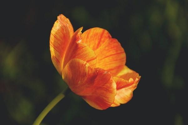 平安保險(xiǎn)富贏金生退保比例是多少，退多少錢呢
