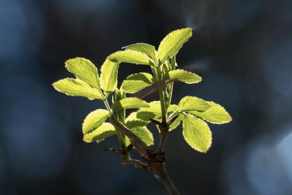 第幾年退保損失最?。客吮５牧鞒淌窃鯓拥?？