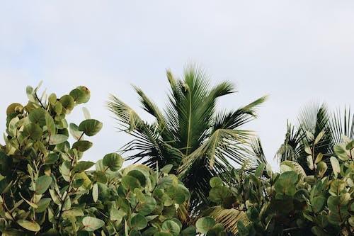 泰康全心全意a款兩全保險怎么樣，保障什么