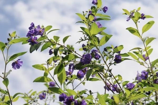 平安福退保交了6年可以退多少錢？退保要怎樣退？