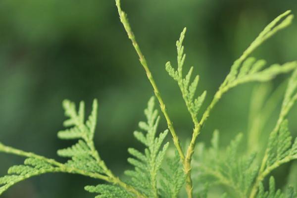 重疾險(xiǎn)買了4年了建議退保嗎？退保要怎么退？