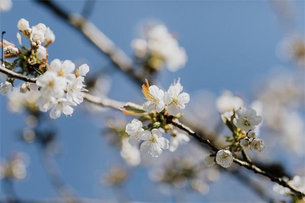 買的平安保險到期后錢能拿出來嗎，保單如何查詢