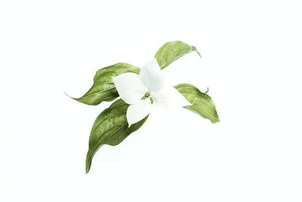 平安保險(xiǎn)的尊享金生值得買嗎，如何買