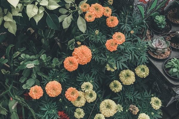 健康無憂青少年c1款新華保險(xiǎn)怎么樣？會(huì)返錢不？