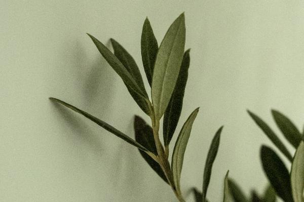 保險(xiǎn)交了三年不交了是不是白交了？可以辦理退保嗎？