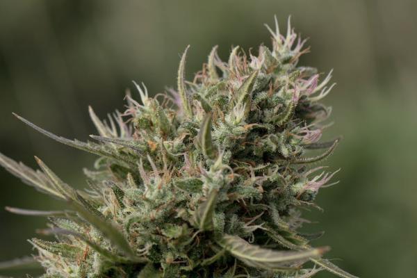 現(xiàn)在太平退保為什么那么多人？太平退保要如何辦理呢？