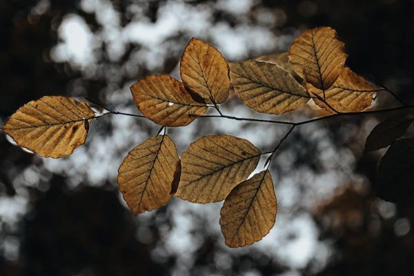 平安鑫利交13年退保能退多少？流程是怎樣的？