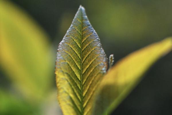 報保險有時間限制嗎？需要什么材料？