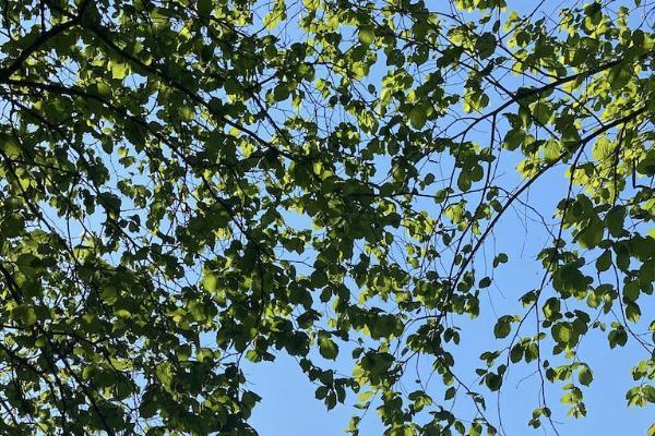 平安百萬醫(yī)療險都保什么？一年交多少錢？