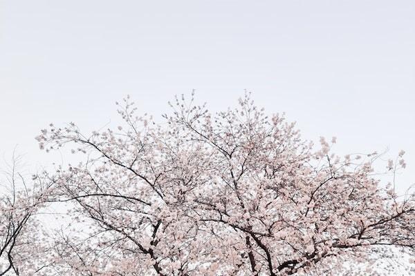 60歲農(nóng)村養(yǎng)老保險(xiǎn)怎么辦理？農(nóng)村養(yǎng)老保險(xiǎn)能夠領(lǐng)取多少錢呢？