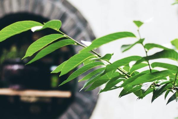 平安保險退保需要準備哪些資料？平安保險退保能拿回多少錢？