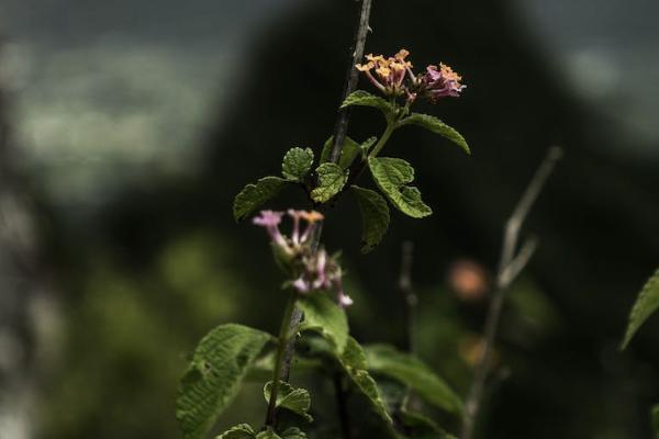醫(yī)療保險全國通用嗎