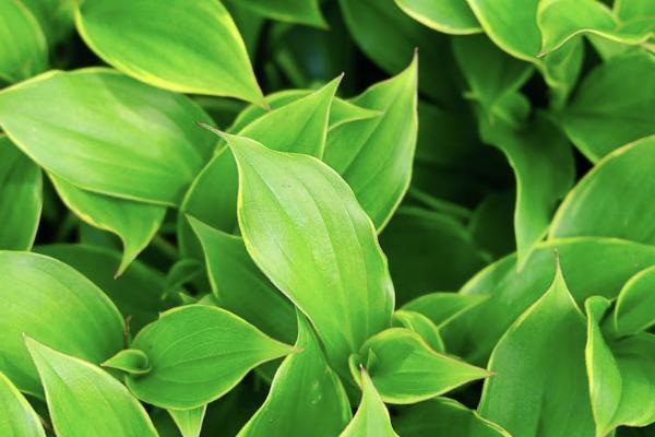 現(xiàn)在買華夏保險可靠嗎？如何買？