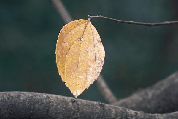 安行寶兩全保險(xiǎn)是什么意思？適合什么人投保？