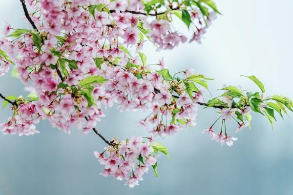 怎么能退眾安保險？退眾安保險需要什么材料？
