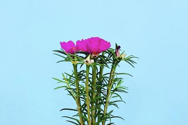 重疾險其實并不值得買嗎？重疾險怎么買合適？