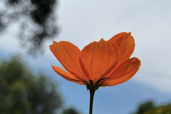 平安保險在金管家上怎么退保？退保能退多少錢？