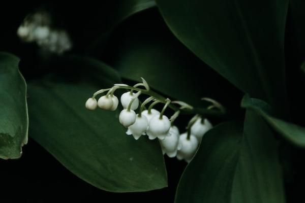 養(yǎng)老年金險怎么買最劃算？有什么優(yōu)點？