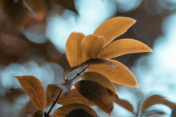 香港重疾險和國內(nèi)重疾險區(qū)別是什么？有什么優(yōu)勢？