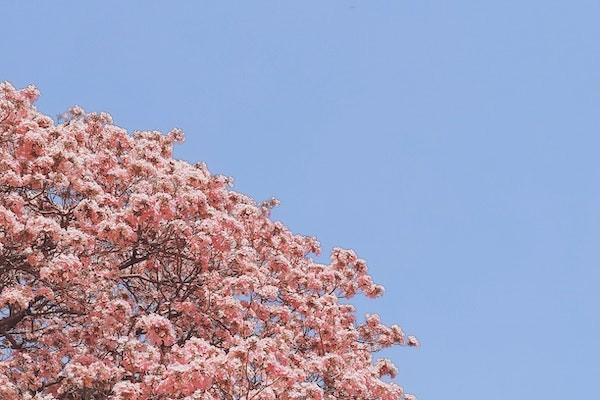 江西省城鄉(xiāng)養(yǎng)老保險要交多少年才能退休？每個月能領(lǐng)多少錢？