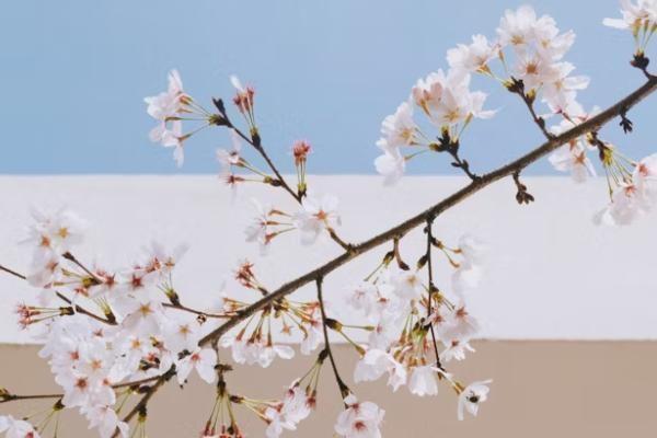 平安保險怎么退保錢才退的多，退保需要什么材料呢