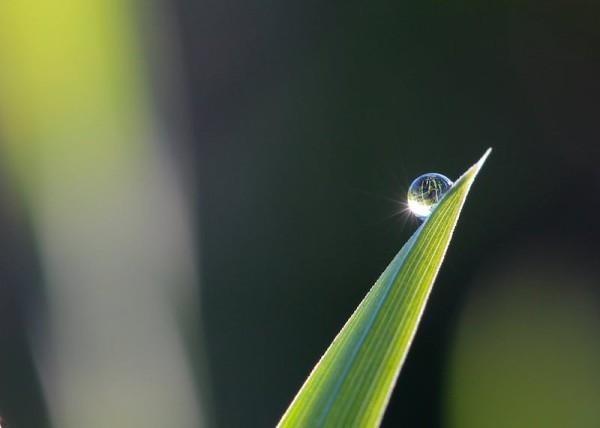 華夏常青樹(shù)多倍版2.0怎么樣，保障什么
