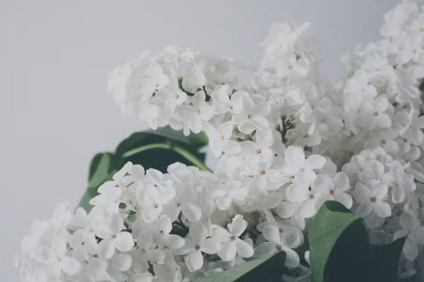 委托他人退保需要什么手續(xù)和證明，進度如何查詢