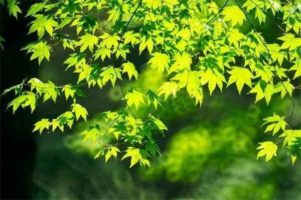 大富翁年金險怎么樣退保的