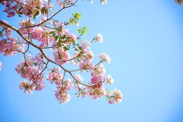 太平洋保險(xiǎn)東方紅少年智年金保險(xiǎn)