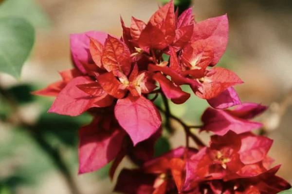 香港友邦盈御多元貨幣計(jì)劃2怎么樣？紅利怎樣算？