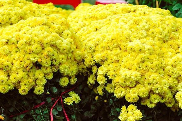 香港忠意豐盛逸悅保詳細(xì)測評？收益高不高？